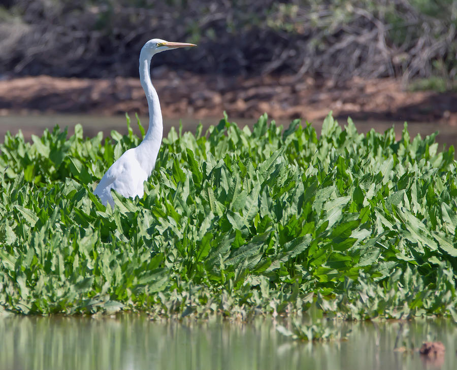 Great Egret #11 Photograph by Tam Ryan