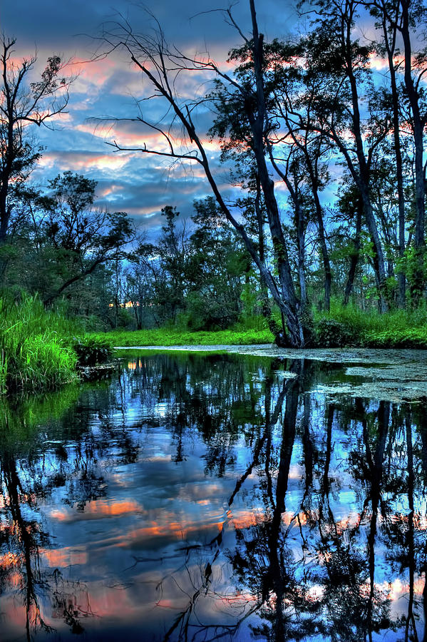 Great Swamp #9 Photograph by David Henningsen
