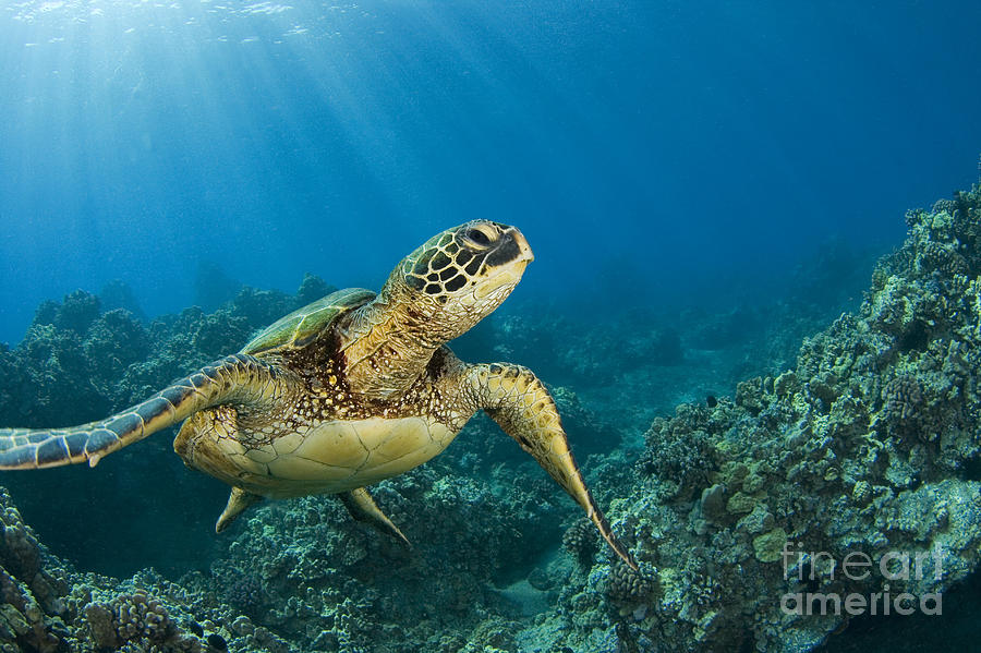 Green Sea Turtle #9 Photograph by Dave Fleetham - Printscapes
