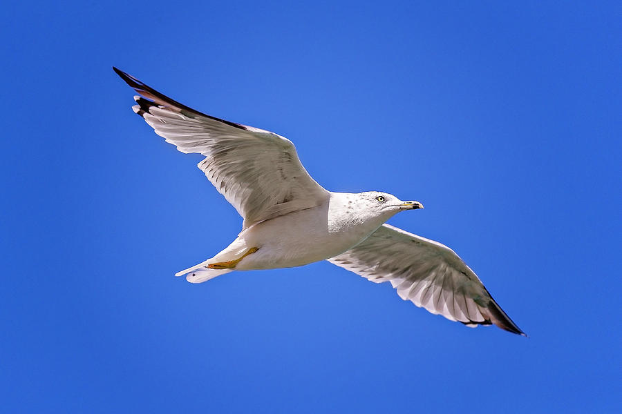 Gull in flight #9 Photograph by Peter Lakomy