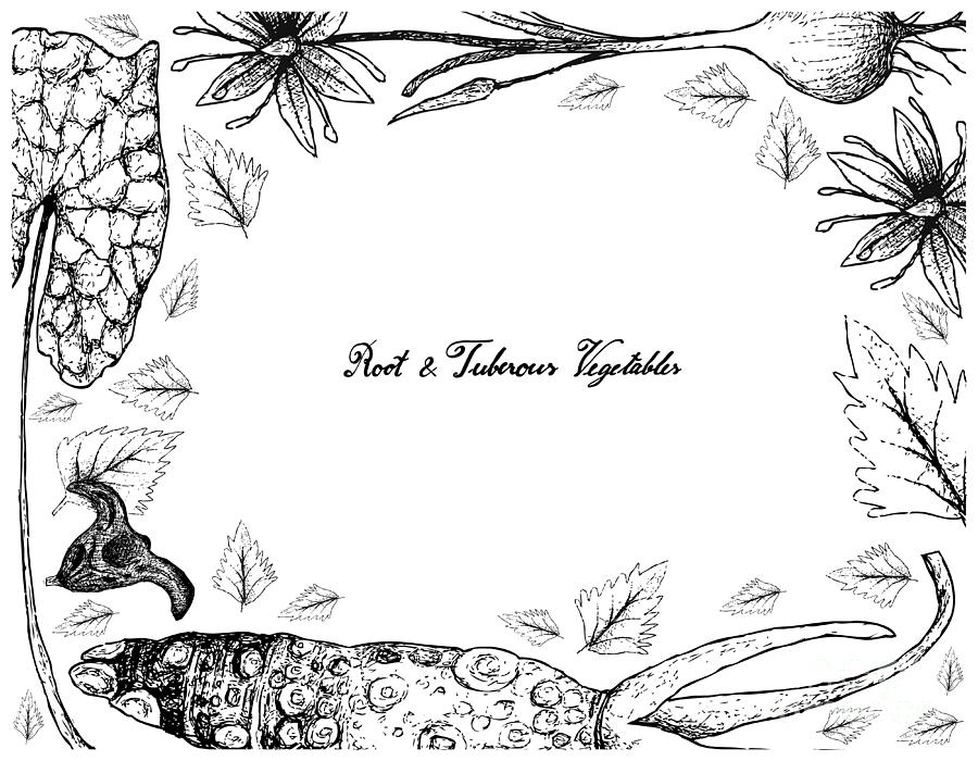 Hand Drawn Frame Of Root And Tuberous Vegetables Drawing