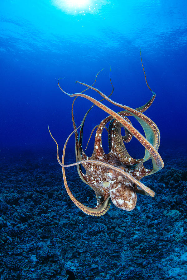 Octopus Photograph - Hawaii, Day Octopus #9 by Dave Fleetham - Printscapes
