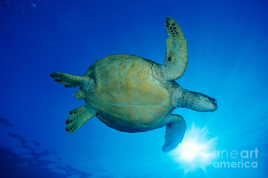 Hawaii, Green Sea Turtle #9 Photograph by Dave Fleetham - Printscapes