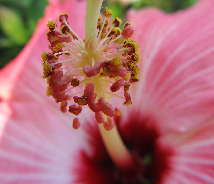 Hibiscus #9 Photograph by Michele Caporaso