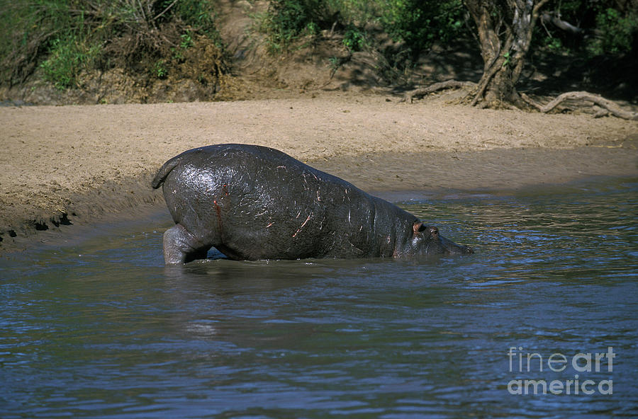Hippopotamus Hippopotamus Amphibius #9 Photograph by Gerard Lacz