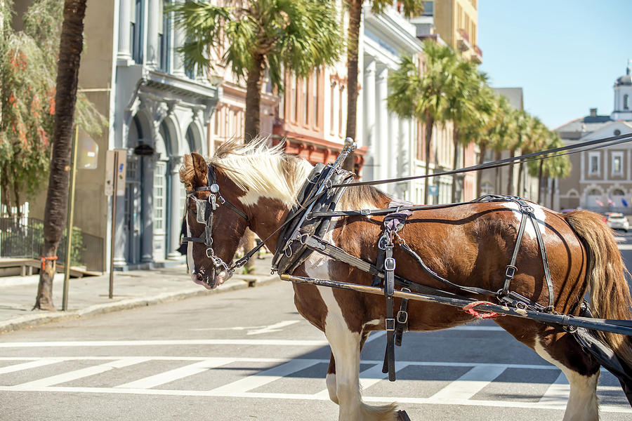 Historic Charleston South Carolina Downtown Scenery #9 Photograph by Alex Grichenko