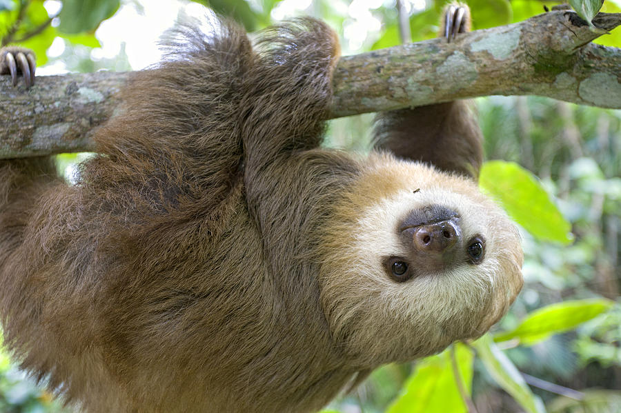 Hoffmanns Two-toed Sloth Choloepus Photograph by Suzi Eszterhas