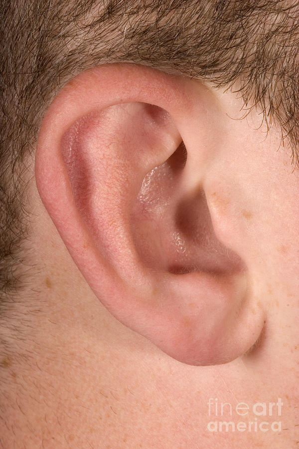 Human Ear #9 Photograph by Ted Kinsman
