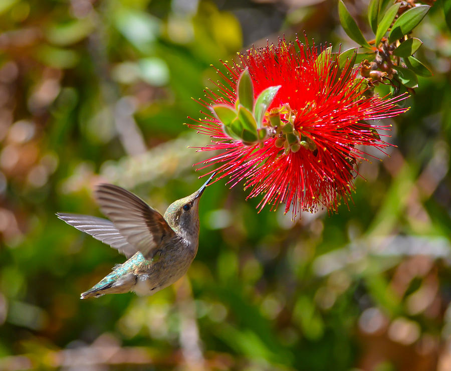 Hummingbird #9 Photograph by Asif Islam