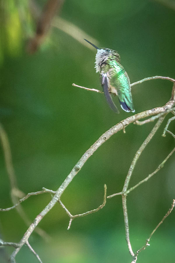 Hummingbird Found In Wild Nature On Sunny Day #9 Photograph by Alex Grichenko