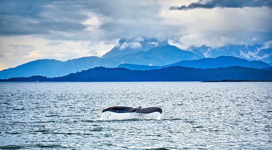 Humpack Whale Hunting On Mud Bay Alaska  #9 Photograph by Alex Grichenko