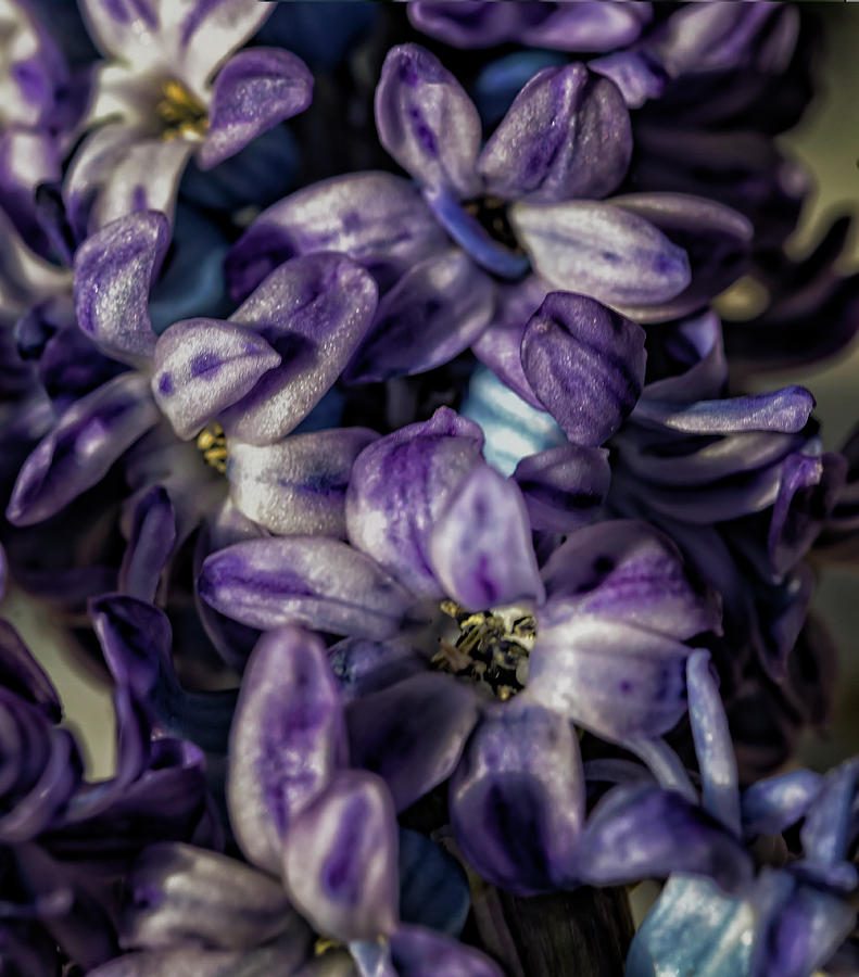 Hyacinth #9 Photograph by Robert Ullmann