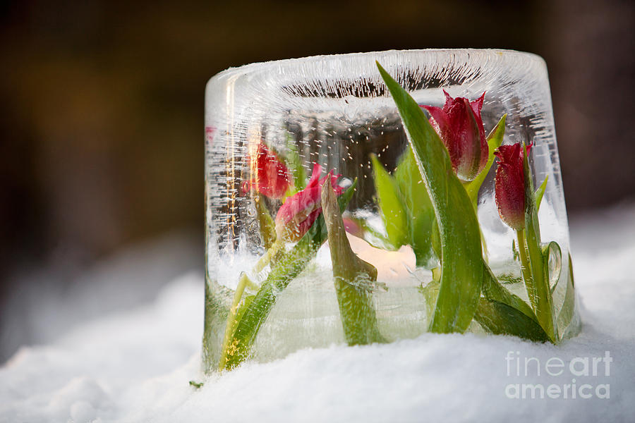 Ice lantern #9 Photograph by Kati Finell