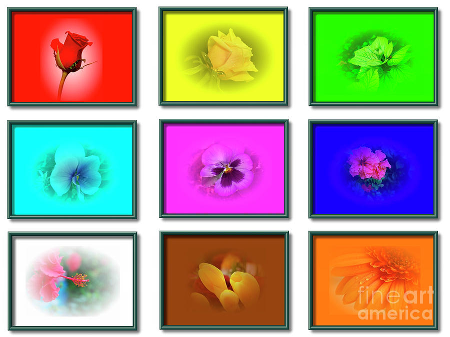 9 Image Collage Of Flowers Photograph by Tomi Junger