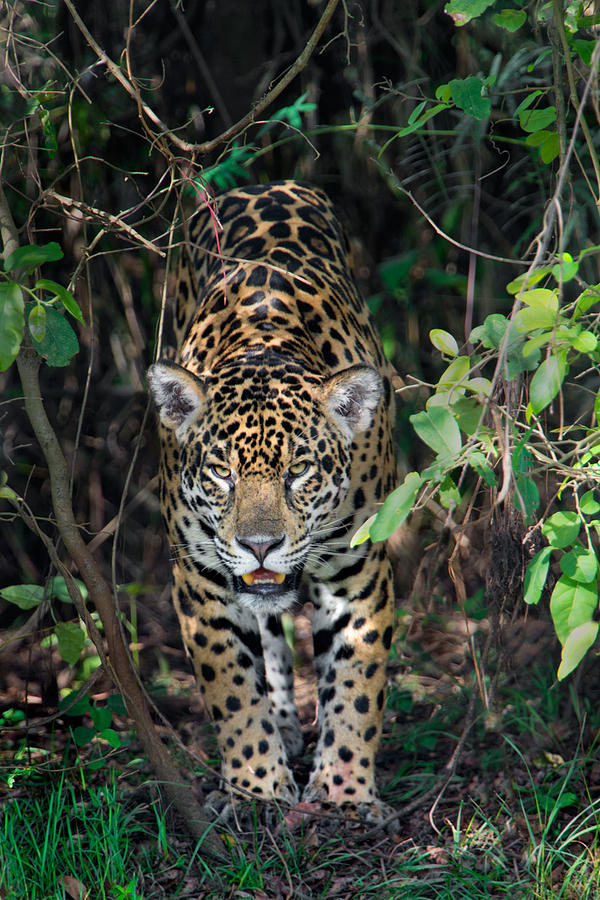 Jaguar Panthera Onca, Pantanal Photograph by Panoramic Images - Pixels