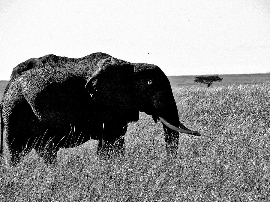 Kenya #9 Photograph by Paul James Bannerman