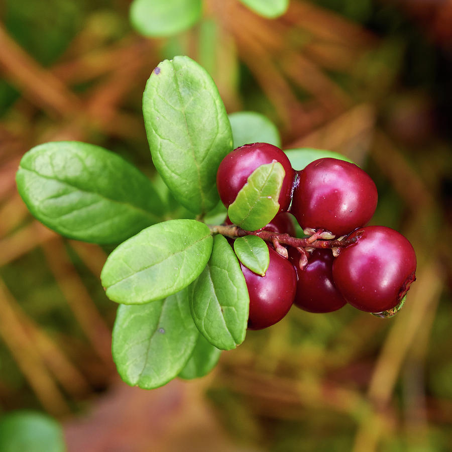 Lingonberry Photograph