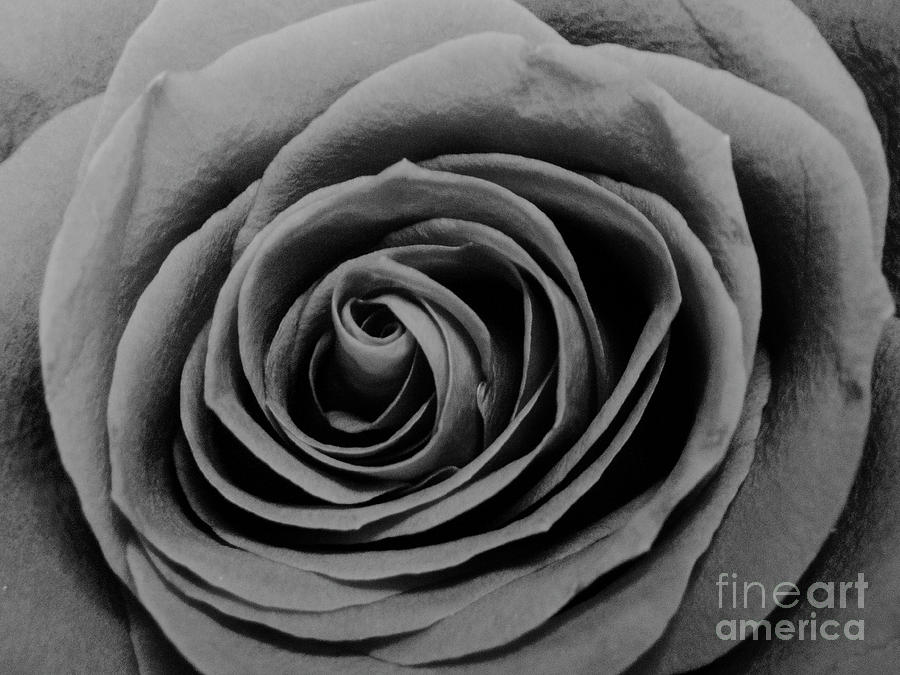 Macro rose #9 Photograph by FineArtRoyal Joshua Mimbs