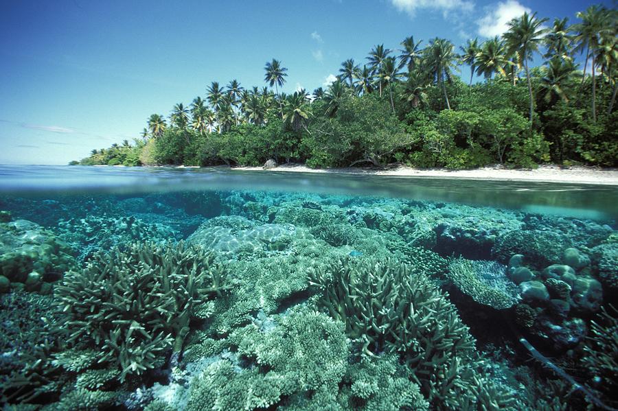 Micronesia Marine Life #9 Photograph by Dave Fleetham - Printscapes ...