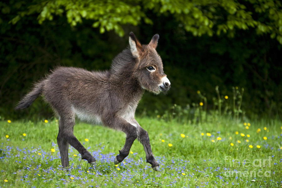 Miniature Donkey Foal #9 Photograph by Jean-Louis Klein & Marie-Luce Hubert