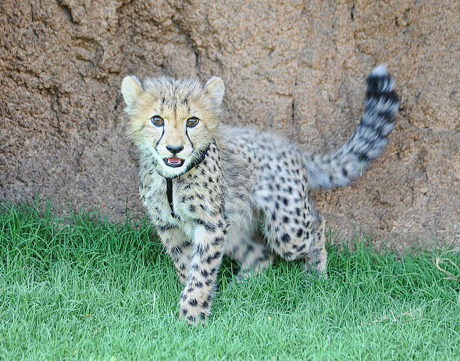 9 month old Baby Cheetah Photograph by Keith Lovejoy