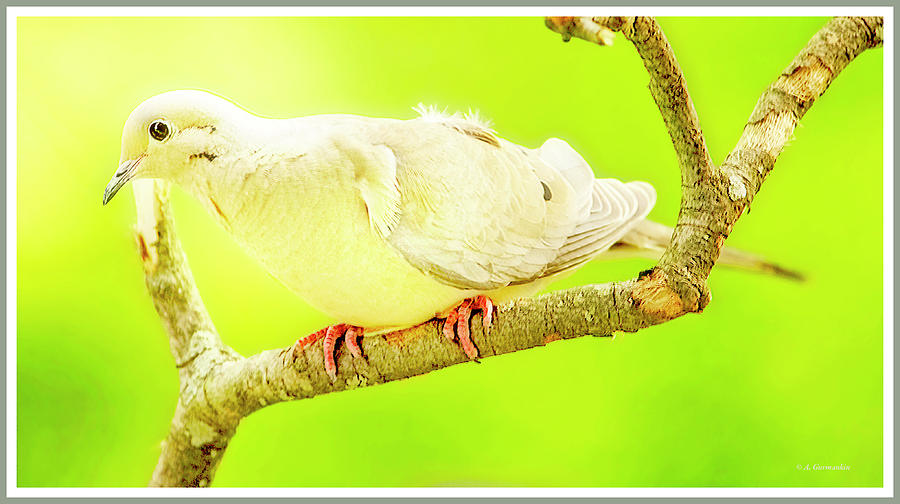 Mourning Dove, Animal Portrait #9 Photograph by A Macarthur Gurmankin