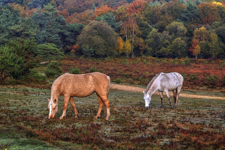 Fall Photograph - New Forest - England #9 by Joana Kruse