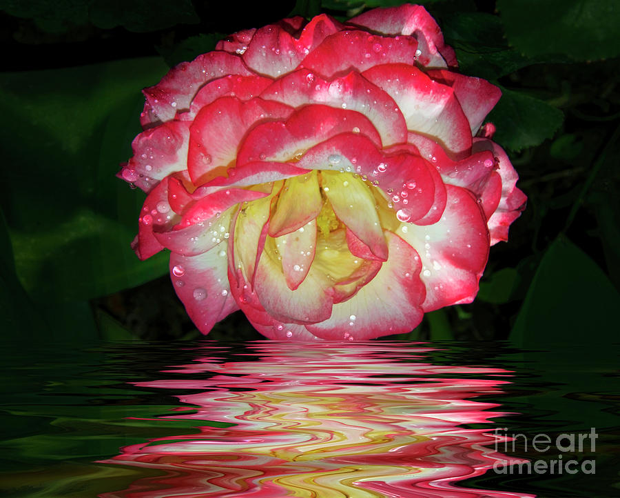 Flower Photograph - Nice Rose #9 by Elvira Ladocki