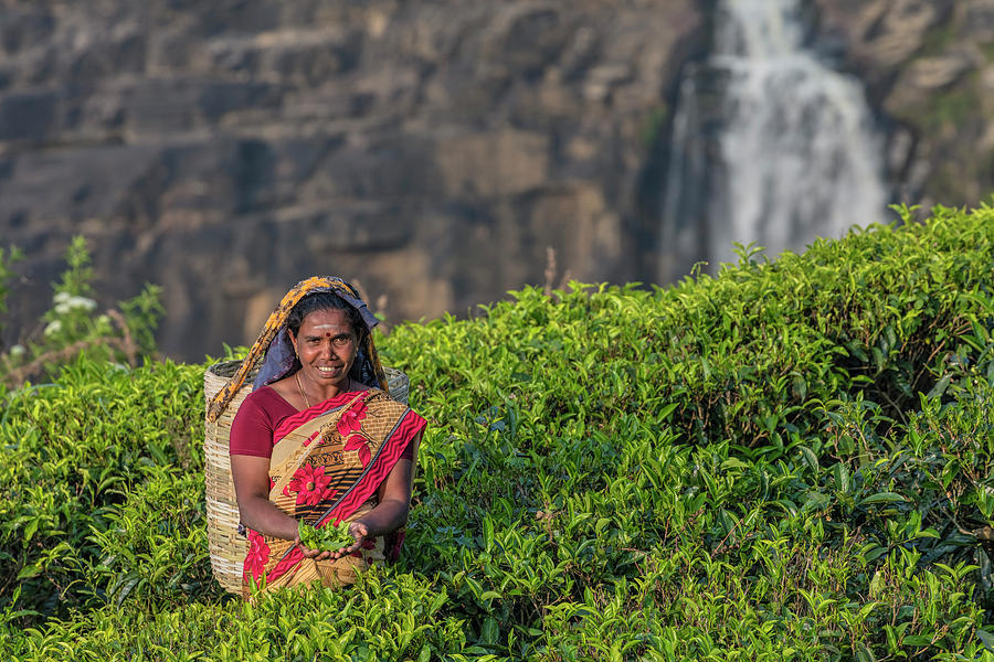 Tea Photograph - Nuwara Eliya - Sri Lanka #9 by Joana Kruse