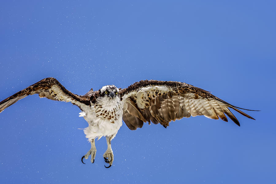 Osprey #9 Photograph by Peter Lakomy