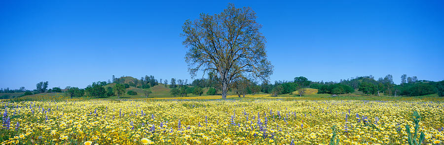 Nature Photograph - Panoramic View Of Spring Flowers #9 by Panoramic Images