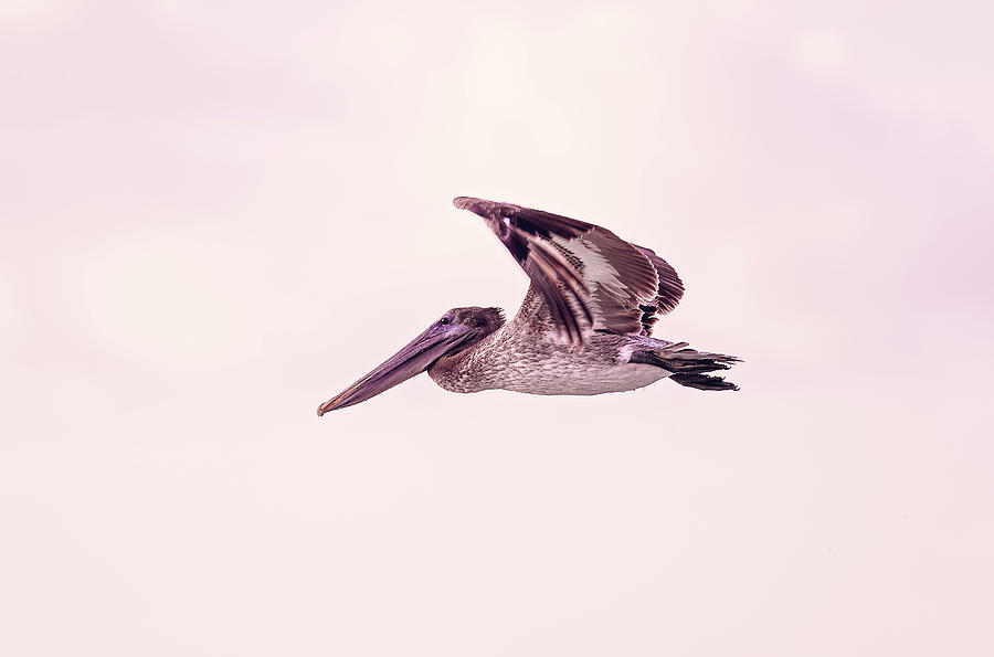 Pelican #9 Photograph by Peter Lakomy