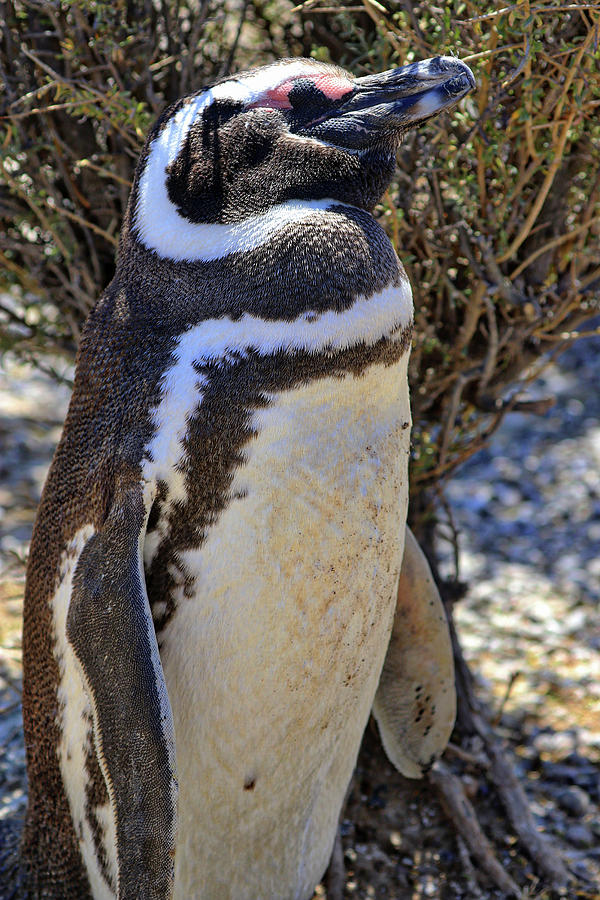 Penguins Tombo Reserve Puerto Madryn Argentina #9 Photograph by Paul James Bannerman