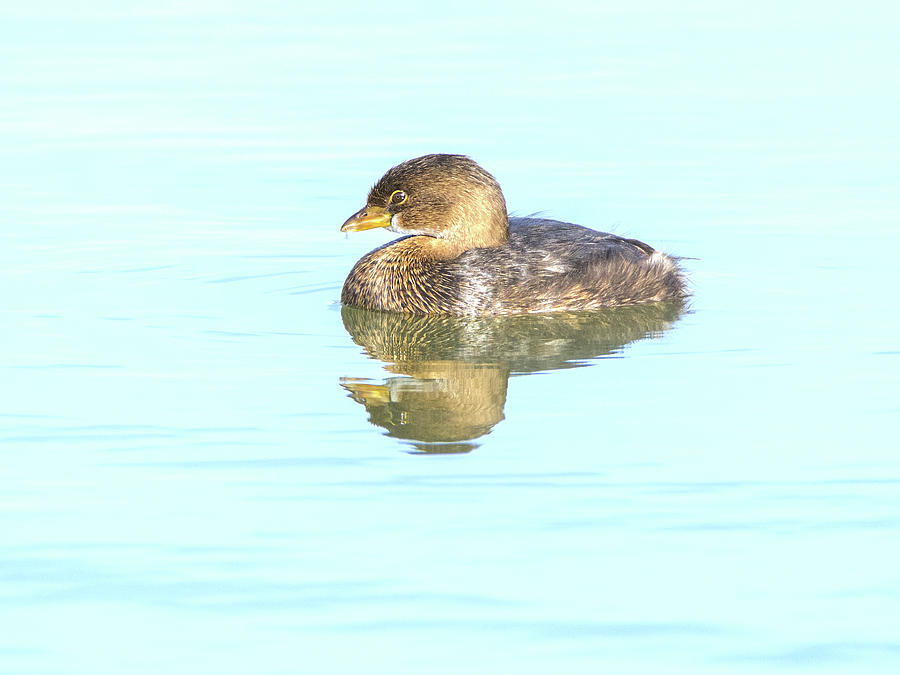 Pied-billed Grebe #9 Photograph by Tam Ryan
