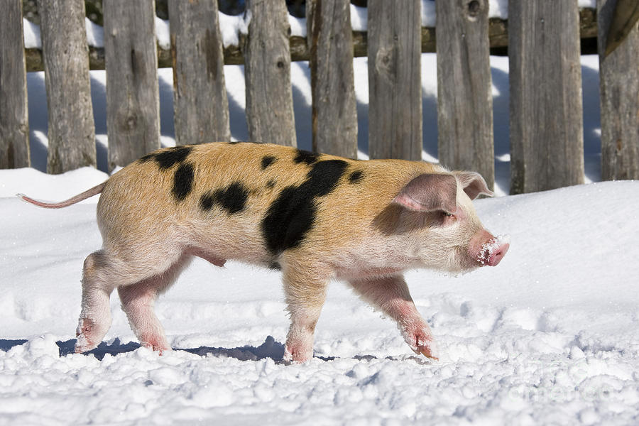 Piglet Walking In Snow #9 Photograph by Jean-Louis Klein & Marie-Luce Hubert