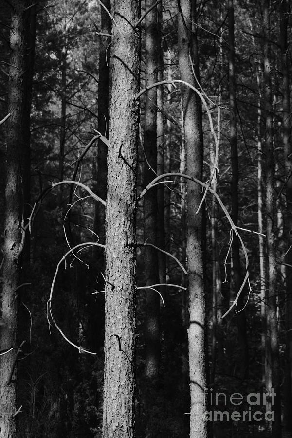 Pine Trees #5 Photograph by Dariusz Gudowicz