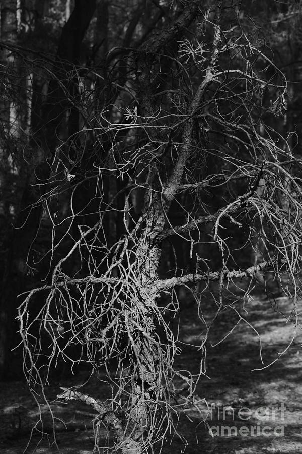 Pine Twigs #10 Photograph by Dariusz Gudowicz