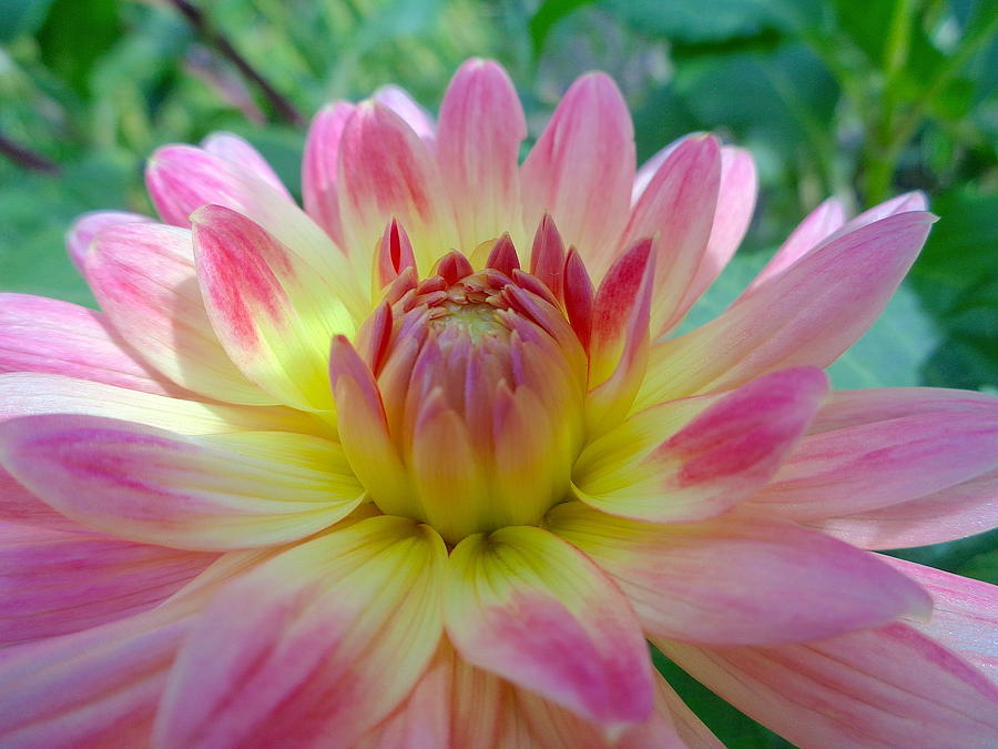 Nature Photograph - Pink And Yellow Dahlia #9 by Wendy Yee