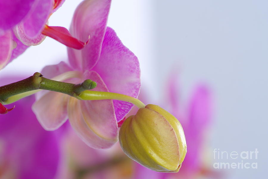 Pink Orchid #5 Photograph by Dariusz Gudowicz