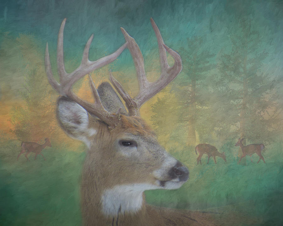 9 Point Buck Painterly Scene #1 Photograph by Patti Deters