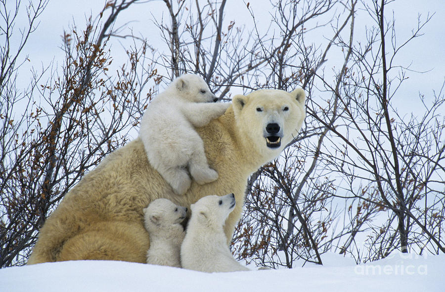 Polar Bear And Cubs #1 Photograph by Jean-Louis Klein and Marie-Luce Hubert