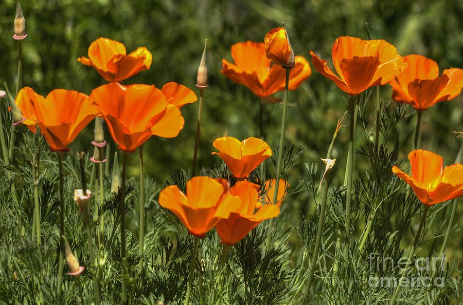 Poppies #9 Photograph by Marc Bittan