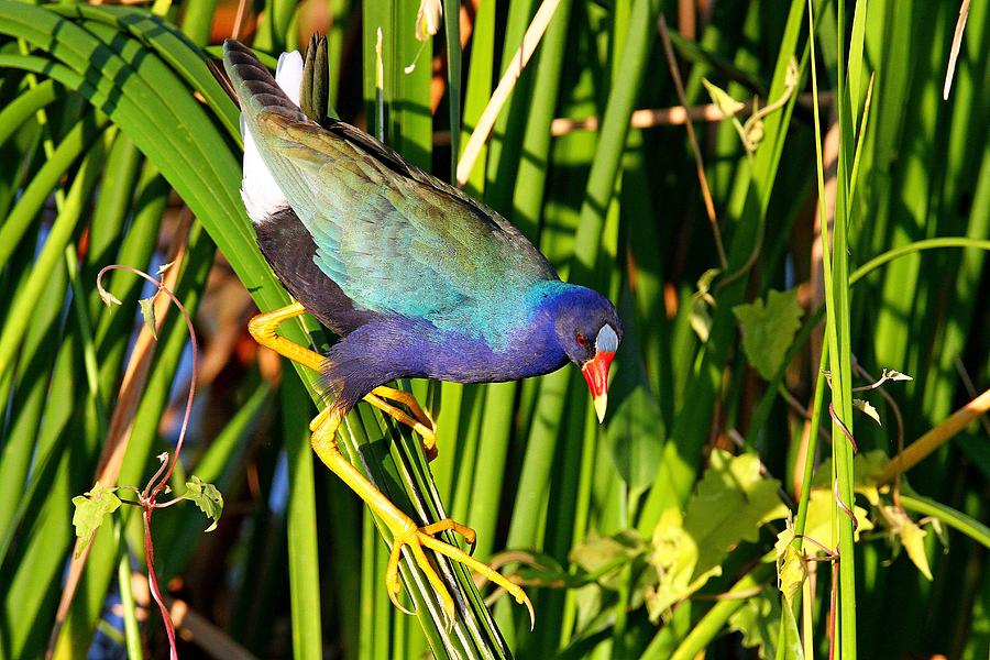 Purple Gallinule by Ira Runyan Purple Gallinule by Ira Runyan