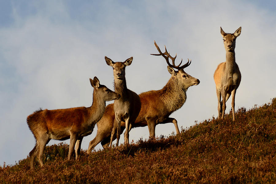 Red Deer in the Highlands #9 Photograph by Gavin MacRae