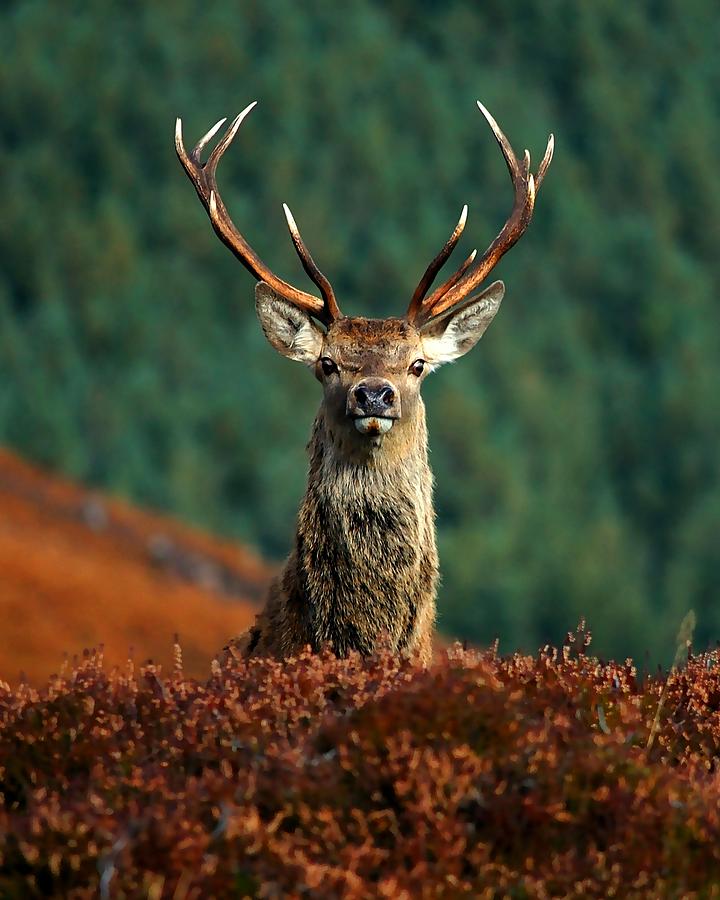 Deer Photograph - Red deer stag #9 by Gavin Macrae