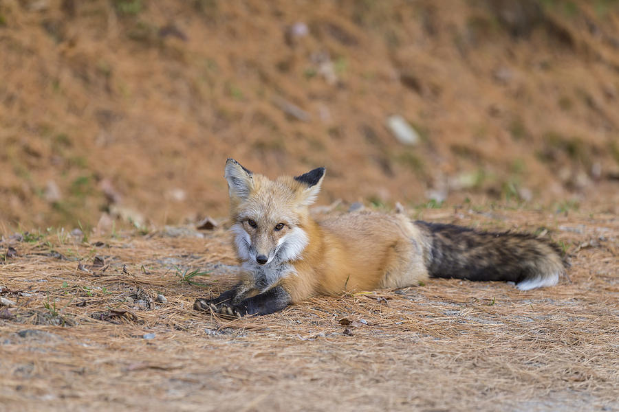 Red Fox #9 Photograph by Josef Pittner