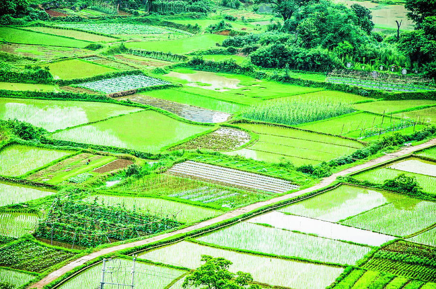 Nature Photograph - Rice fields scenery #9 by Carl Ning