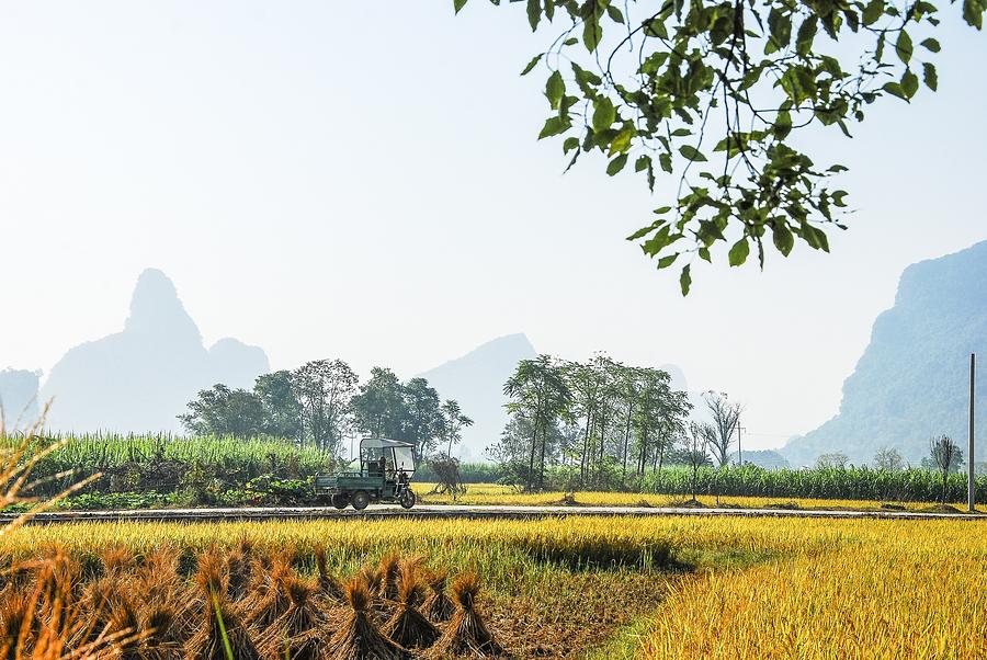 Rice fields scenery in autumn #9 Photograph by Carl Ning