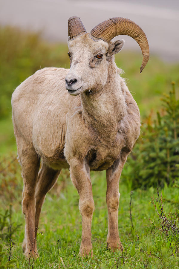 Rocky Mountain Bighorn Sheep Photograph