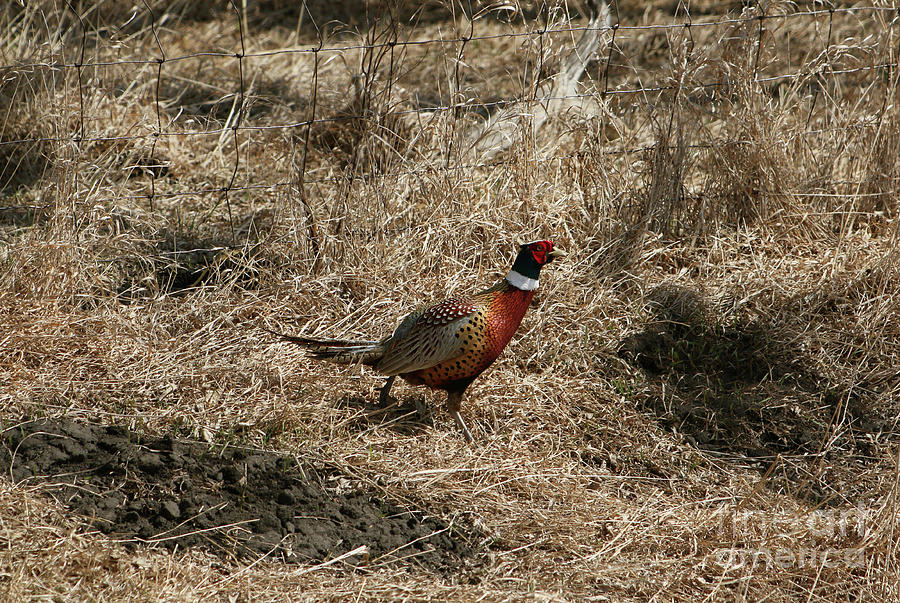 Rooster Photograph - Ring-necked  Pheasant  #13 by Lori Tordsen